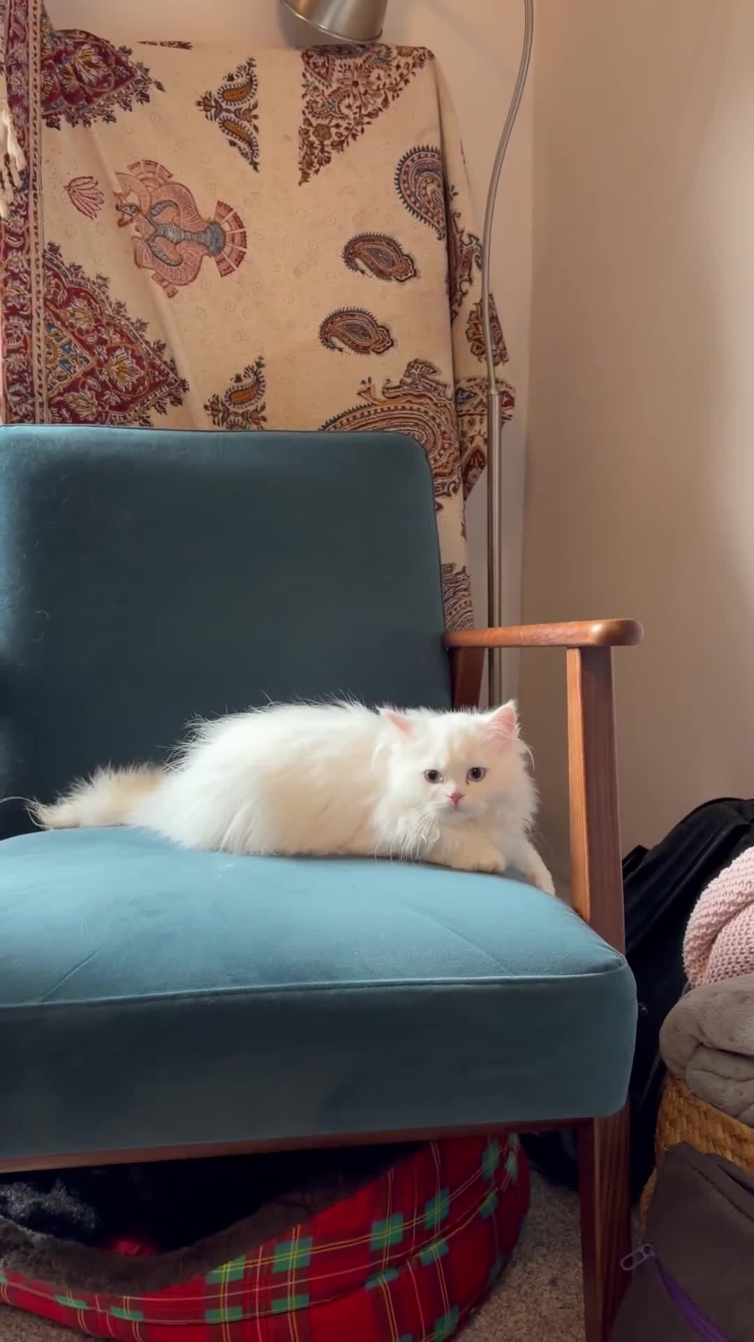 Persian cats for sale: Beautiful persian chinchilla queen  - Video 2