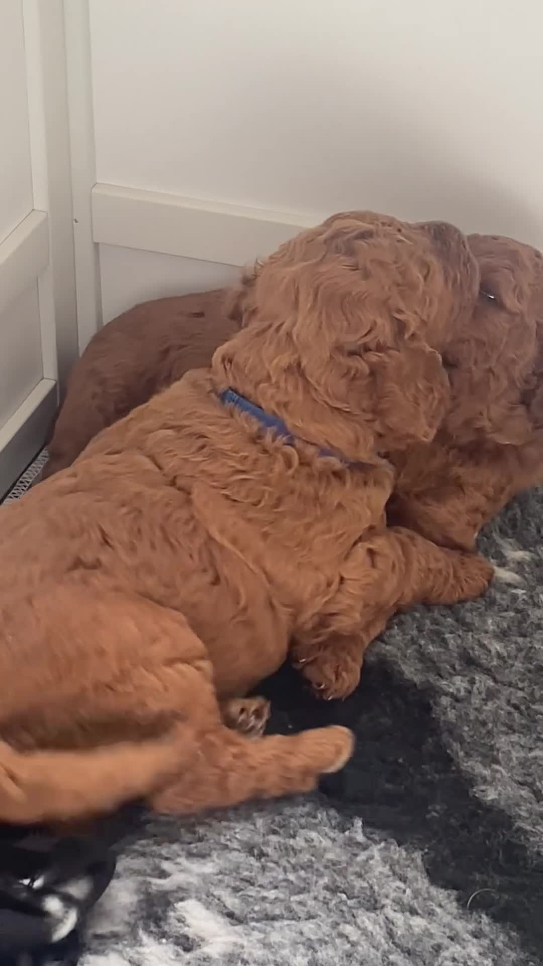 Labradoodle dogs for sale: Stunning red miniature labradoodle puppies - Video 1