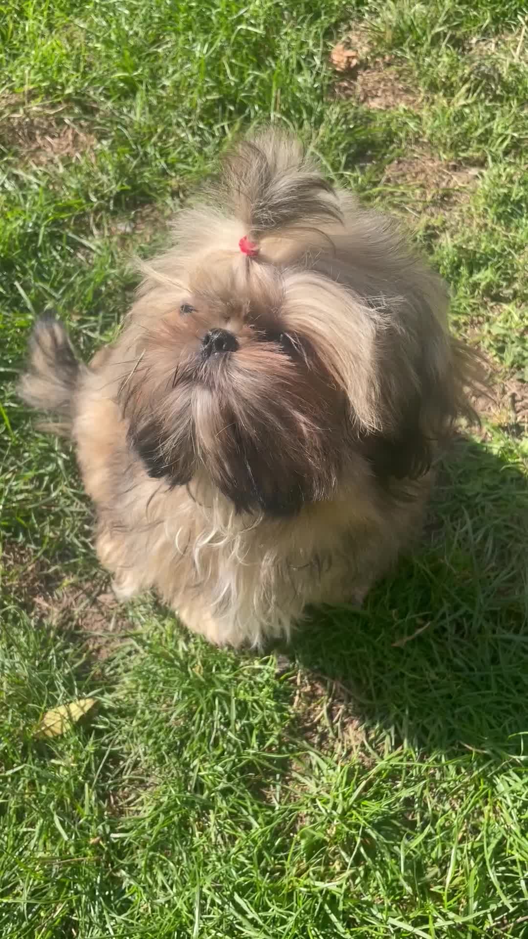 Shih Tzu dogs for sale: ❤️ Wilson has now joined his forever family ❤️ - Video 1