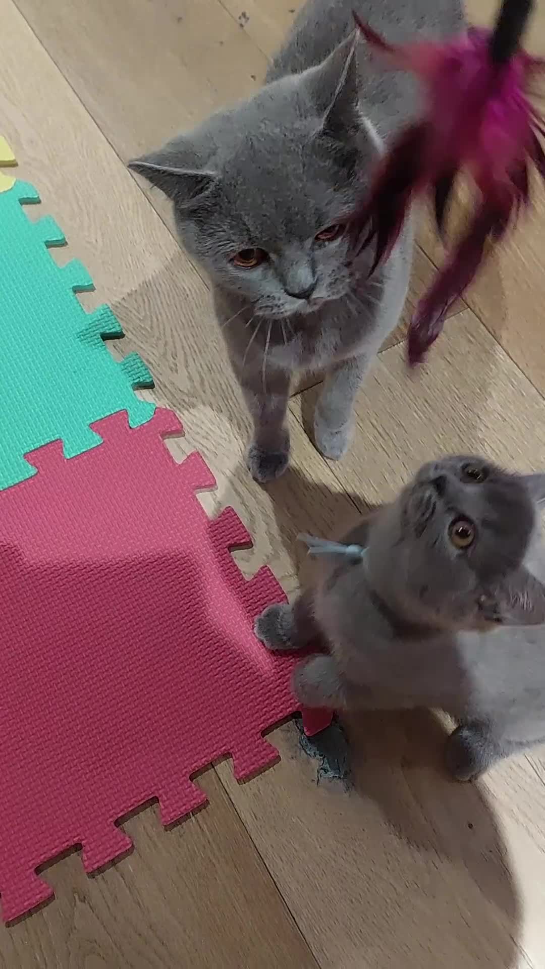 British Shorthair cats for sale: 🩵🩷*READY SOON*🩵🩷 - Video 1