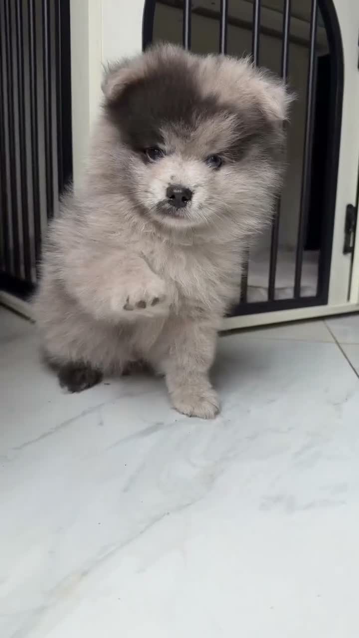 Pomeranian dogs for sale: Bear 🐻  in London - Video 1