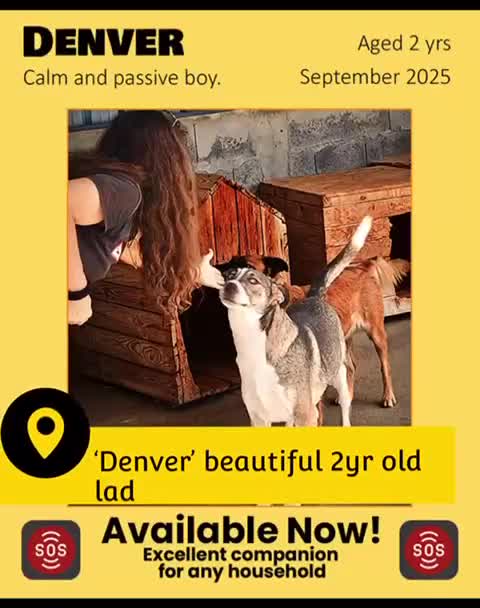 Mixed Breed dogs for adoption: Denver, 2 yrs approx. Available for adoption. - Video 1