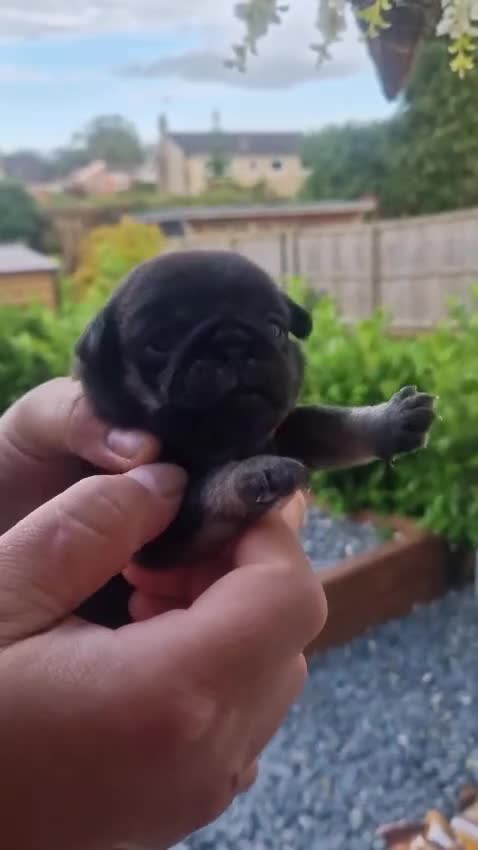 Pug dogs for sale: Exotic Pug puppies  - Video 1
