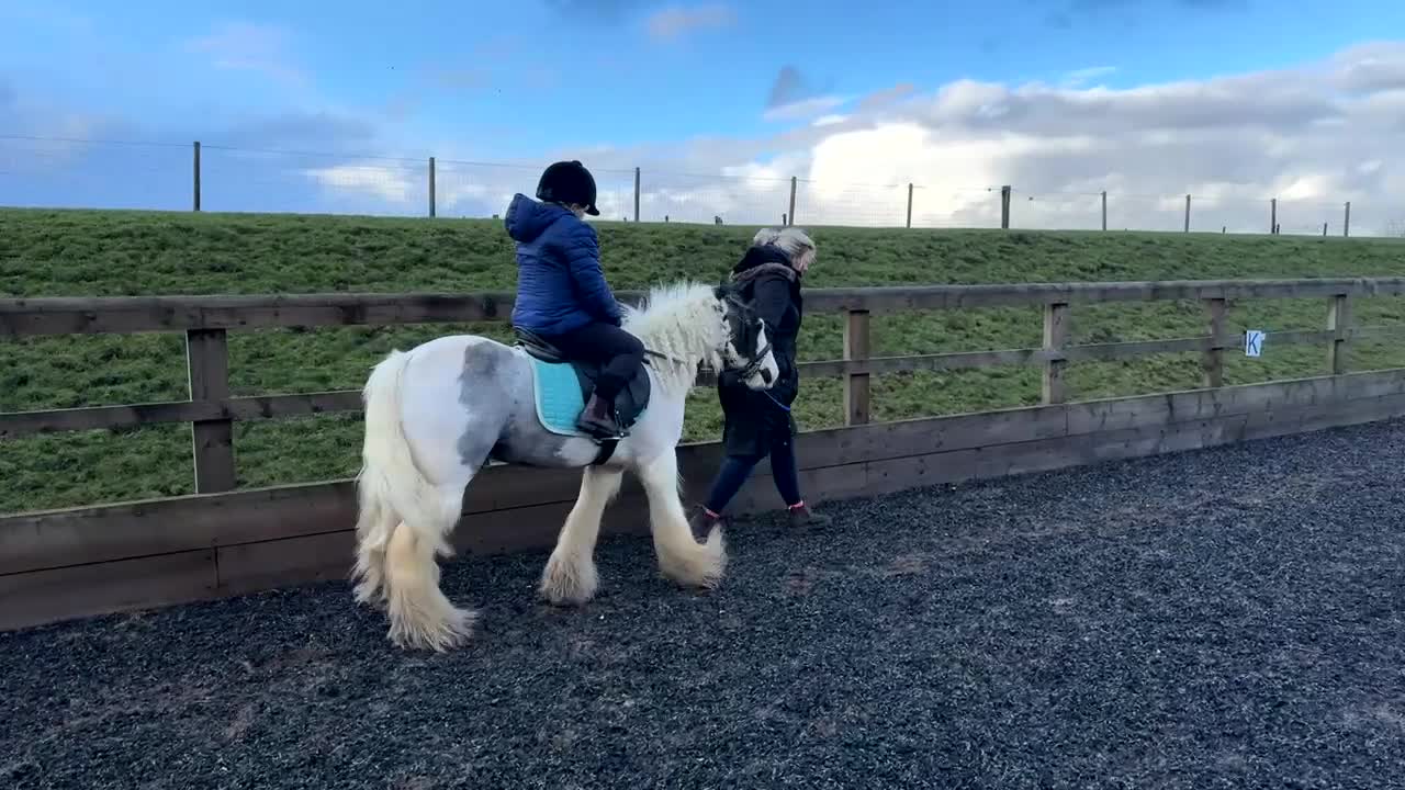 Irish Cob horses for sale: 12hh cob gelding  in Buxton - Video 3