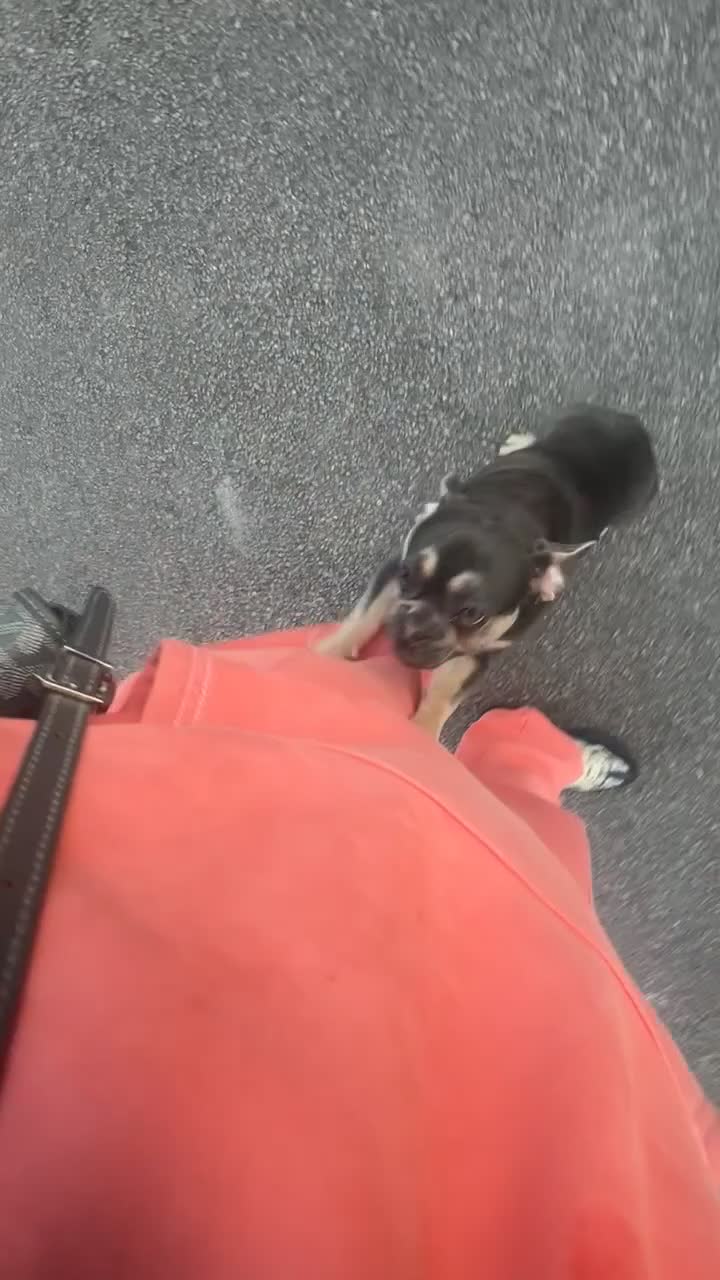French Bulldog dogs for sale: French Bulldog (Frenchie) 🧬 - Video 2