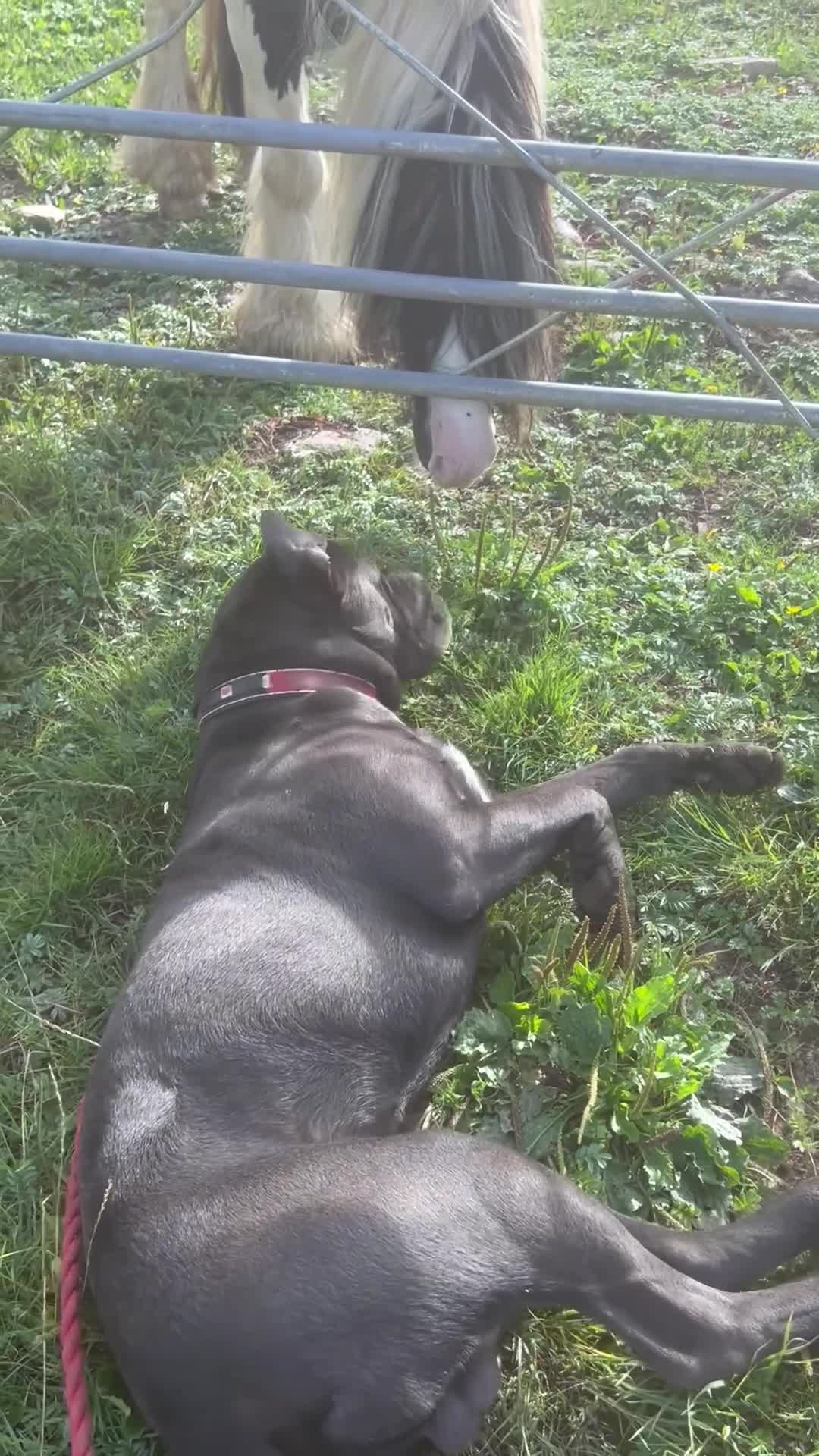 Cane Corso dogs for stud: Denzal  - Video 2