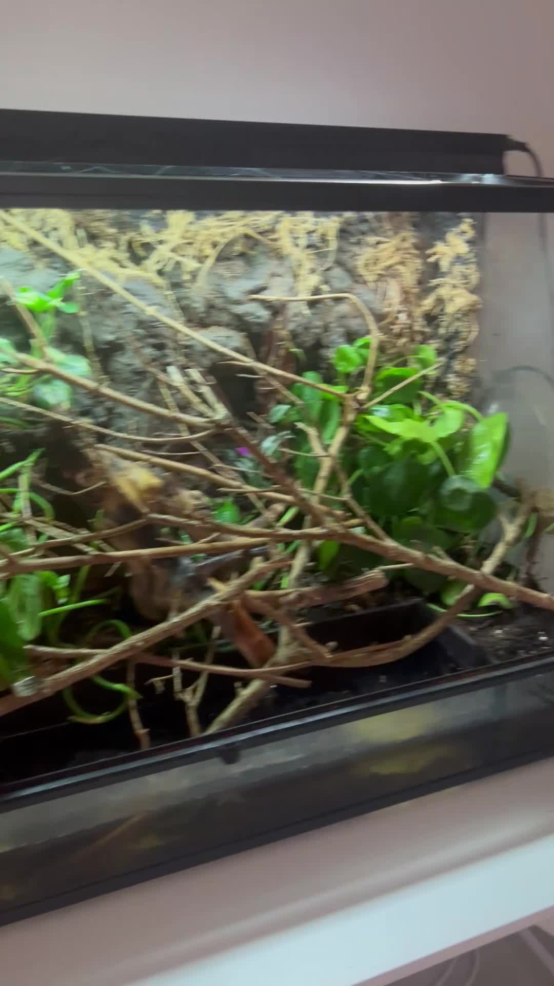 Frog reptiles for sale: 2 tree frogs + fully bioactive enclosure - Video 1