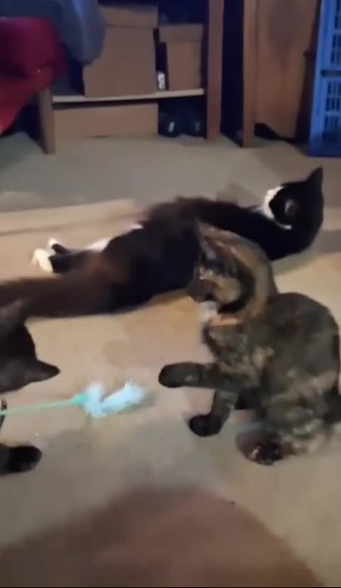 Mixed Breed cats for sale: 1 Ghost Tabby, 1 Tortoiseshell and 1 Black kittens in Cranbrook - Video 2