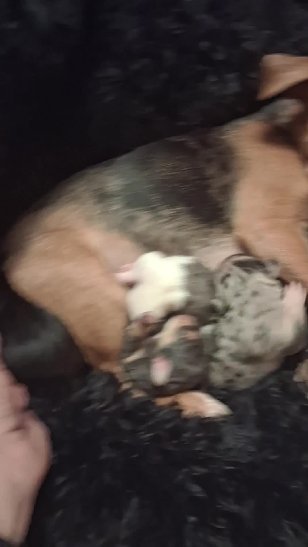 Jack Russell dogs for sale: Stricking Jack Russell pups in Keith - Video 1