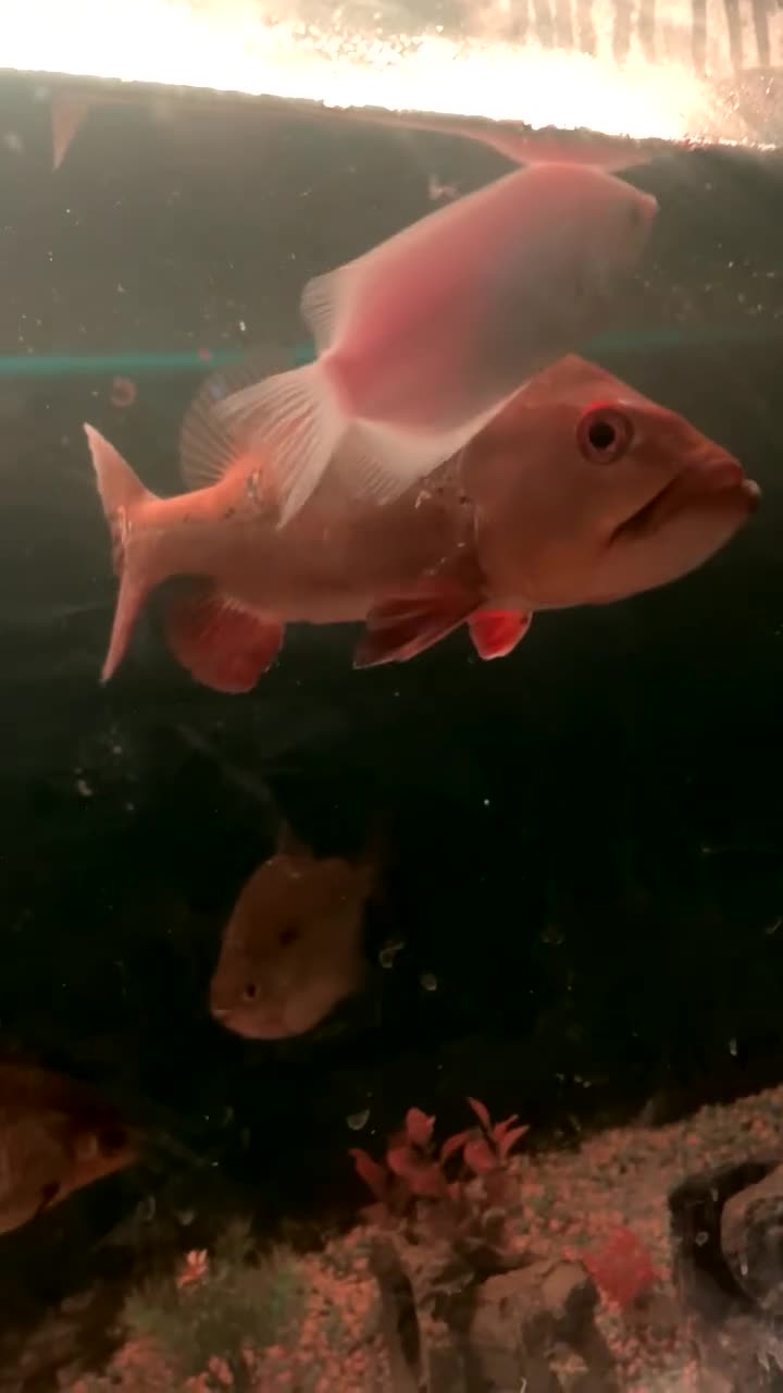 Other/Mixed Breed fish for sale: Peacock bass  - Video 2