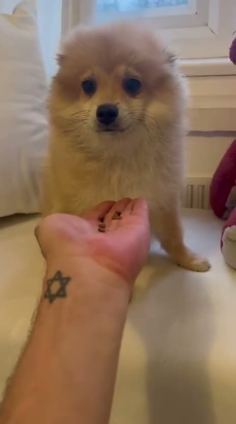 German Spitz dogs for sale: Two beautiful puppies in need of a loving home. - Video 2