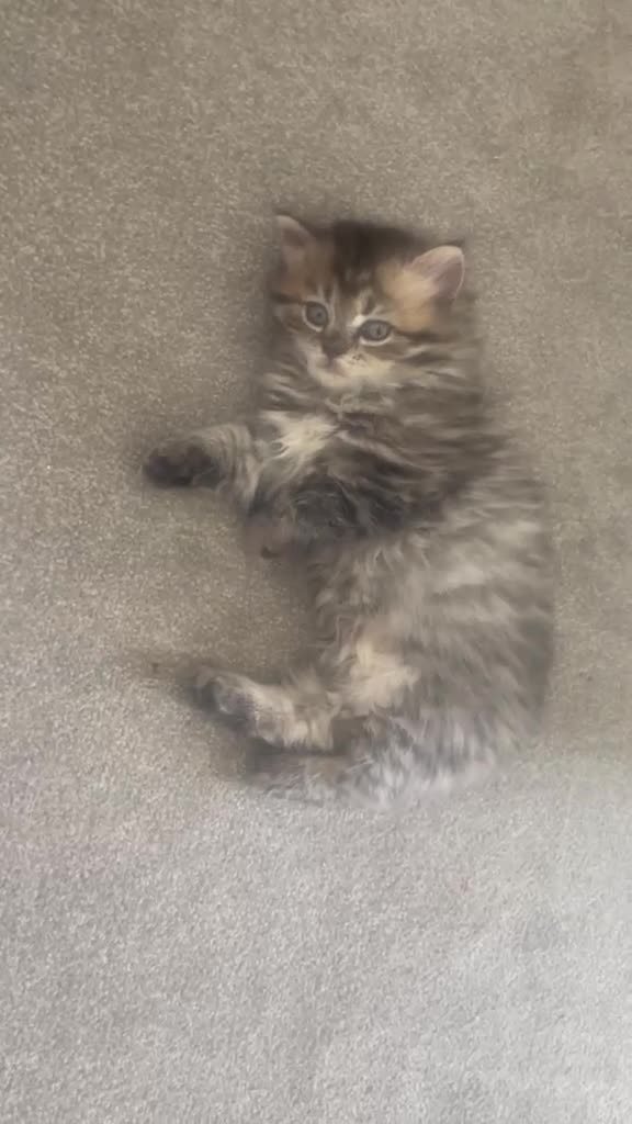 Persian cats for sale: Beautiful Persian X kittens for sale  - Video 3