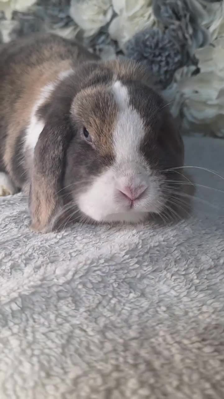 Mini Lop rabbits for sale: Blue harli doe needing retirement pet home  - Video 1