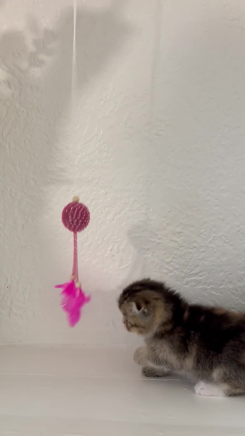 Scottish Fold cats for sale: 🥰Purebred Scottish fold looking for a home ❤️🐾 - Video 1