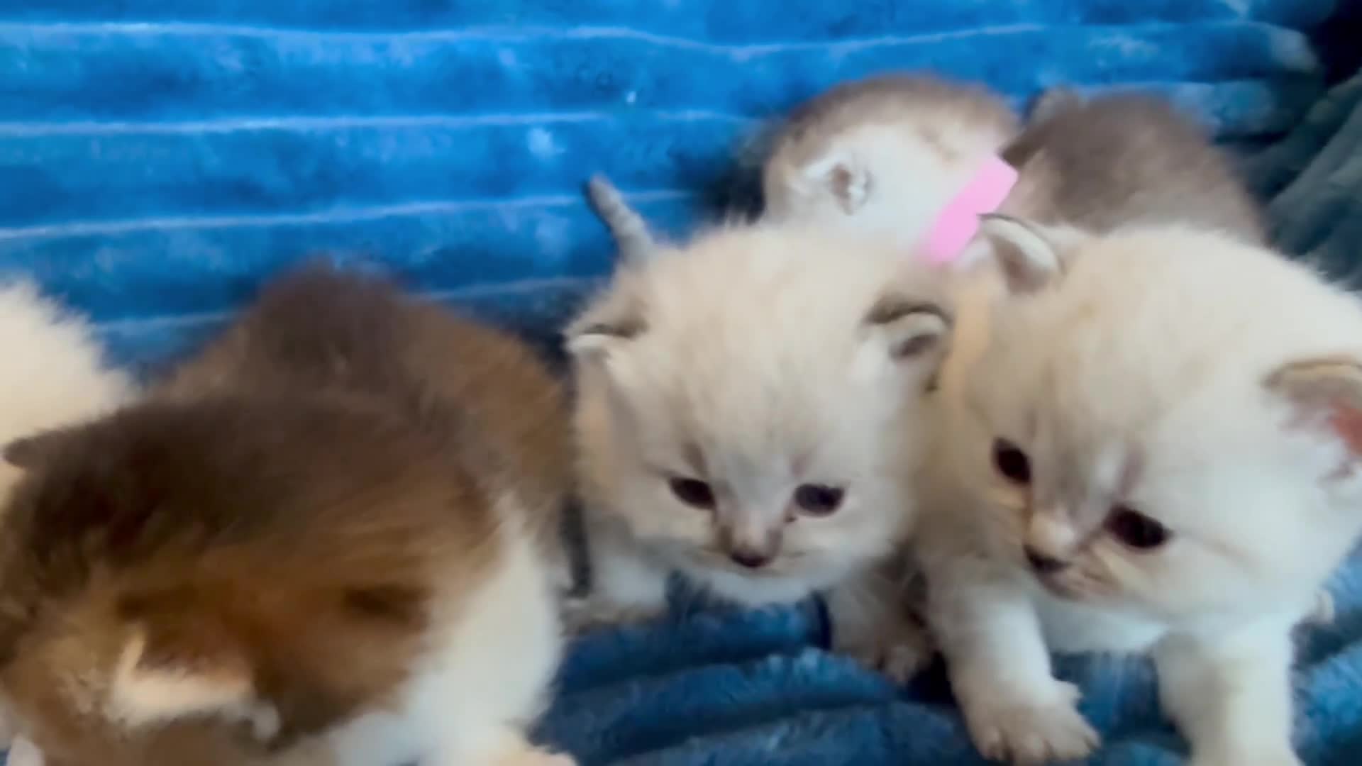 British Shorthair cats for sale: British Shorthair kittens - Video 4