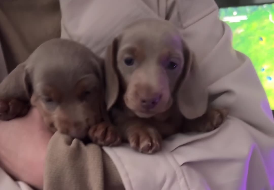Dachshund dogs for sale: Kc registered minature lilac dachshund - Video 1