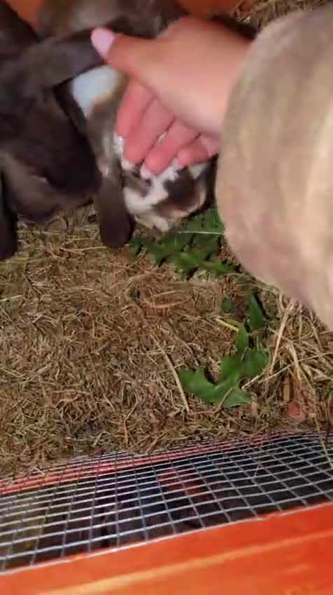 Mini Lop rabbits for sale: Brown n white mini lop for sale  - Video 3