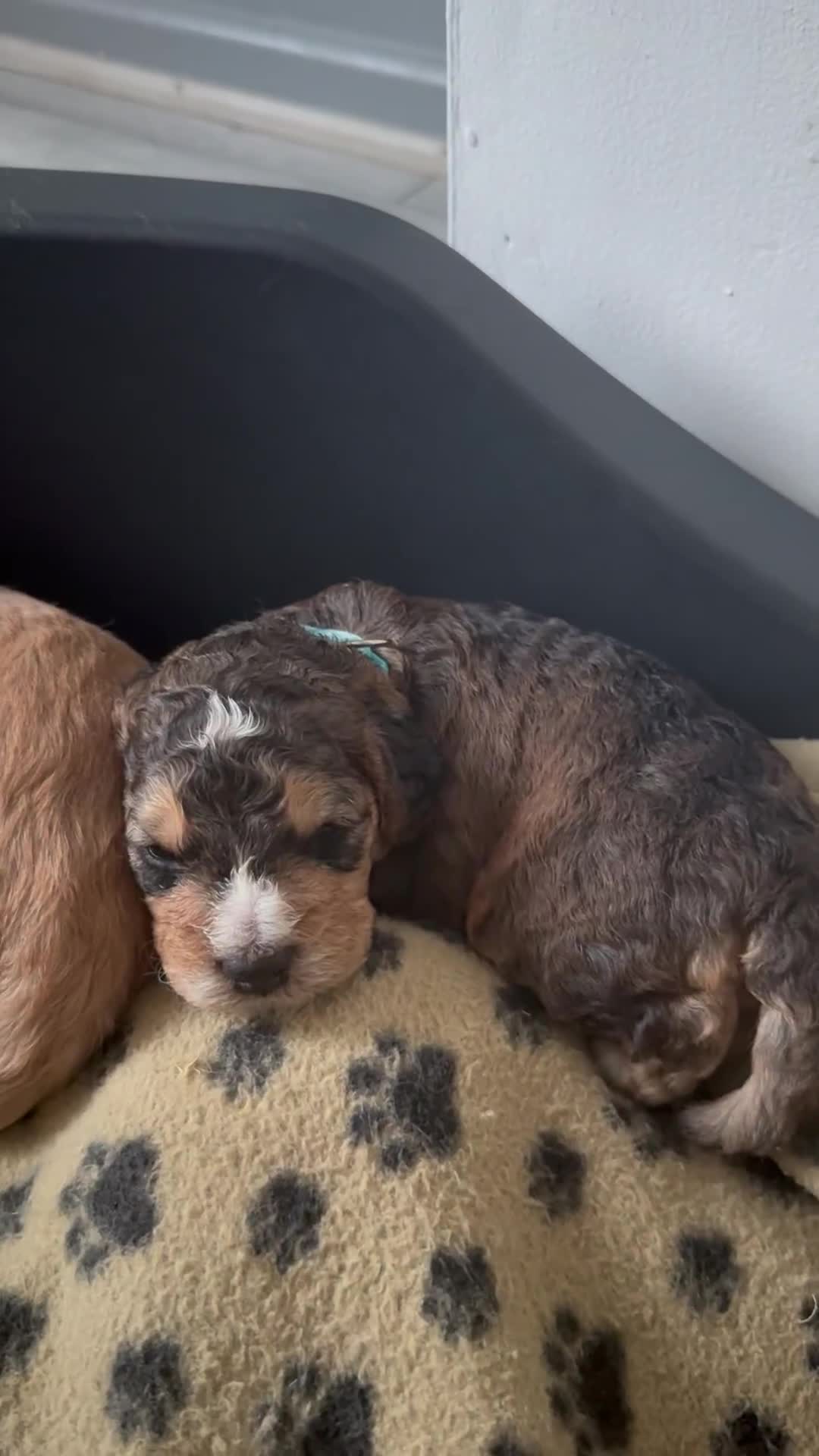 Cockapoo dogs for sale: 5 Beautiful Cockapoo Puppies  - Video 3