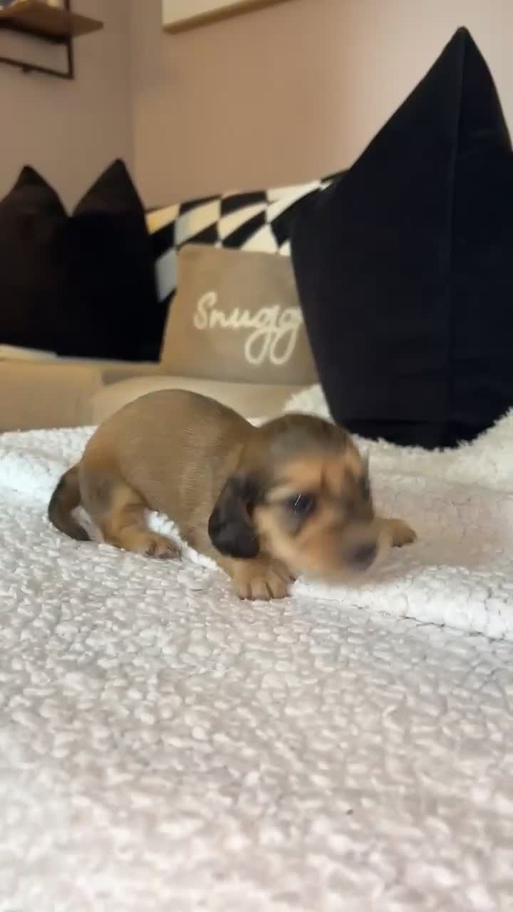 Miniature Dachshund dogs for sale: Shaded cream mini long haired dachshund for sale  - Video 1