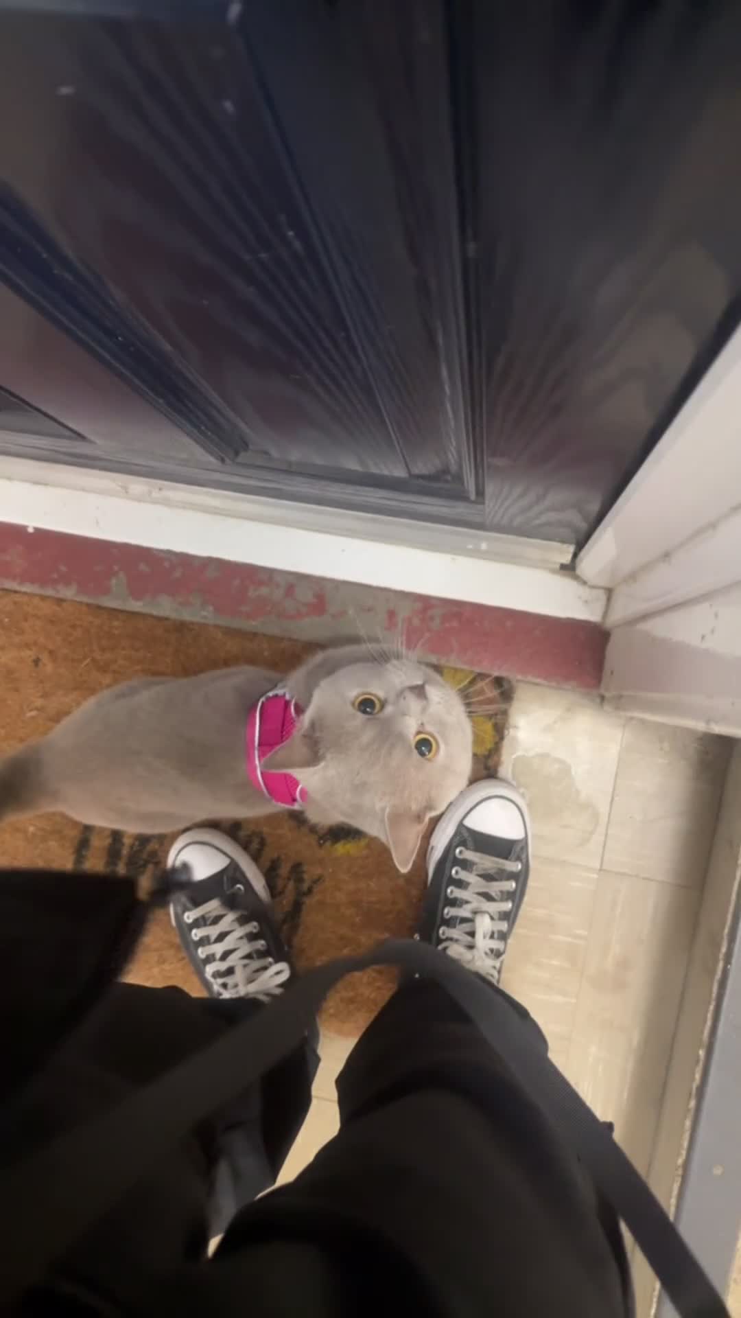 British Shorthair cats for sale: Leo            - Video 3