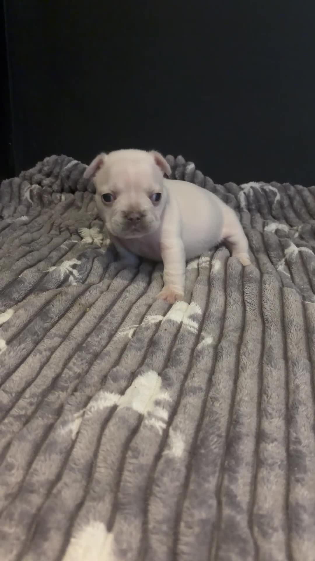 French Bulldog dogs for sale:  KC Registered Platinum French Bulldog Puppy🐾 in Dunstable - Video 2