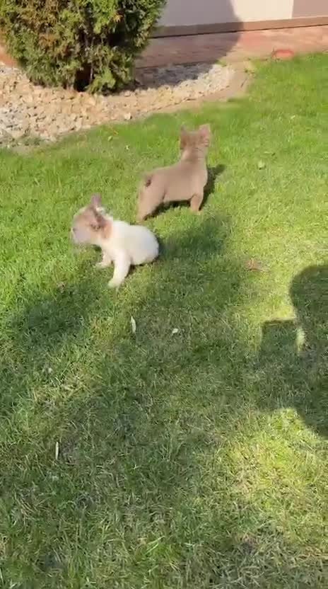French Bulldog dogs for sale: ❤️ beautiful fluffy French bulldog puppies 🐶  - Video 1