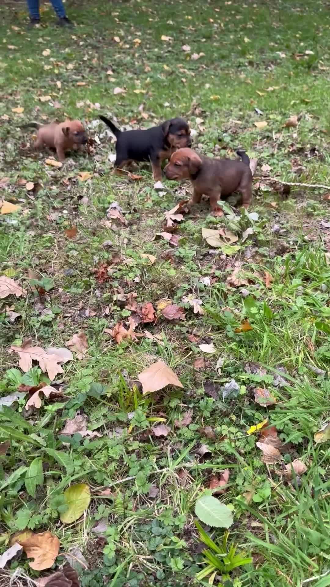 Mixed Breed dogs for sale: 🖤 PATTERDALE X 3 GIRLS LEFT 🖤 - Video 1