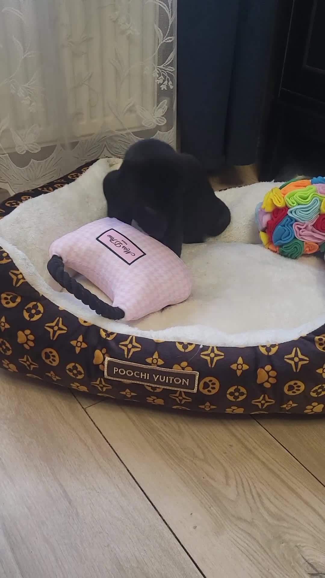 Labrador Retriever dogs for sale: KC registered Labrador Retriever puppies - Video 5