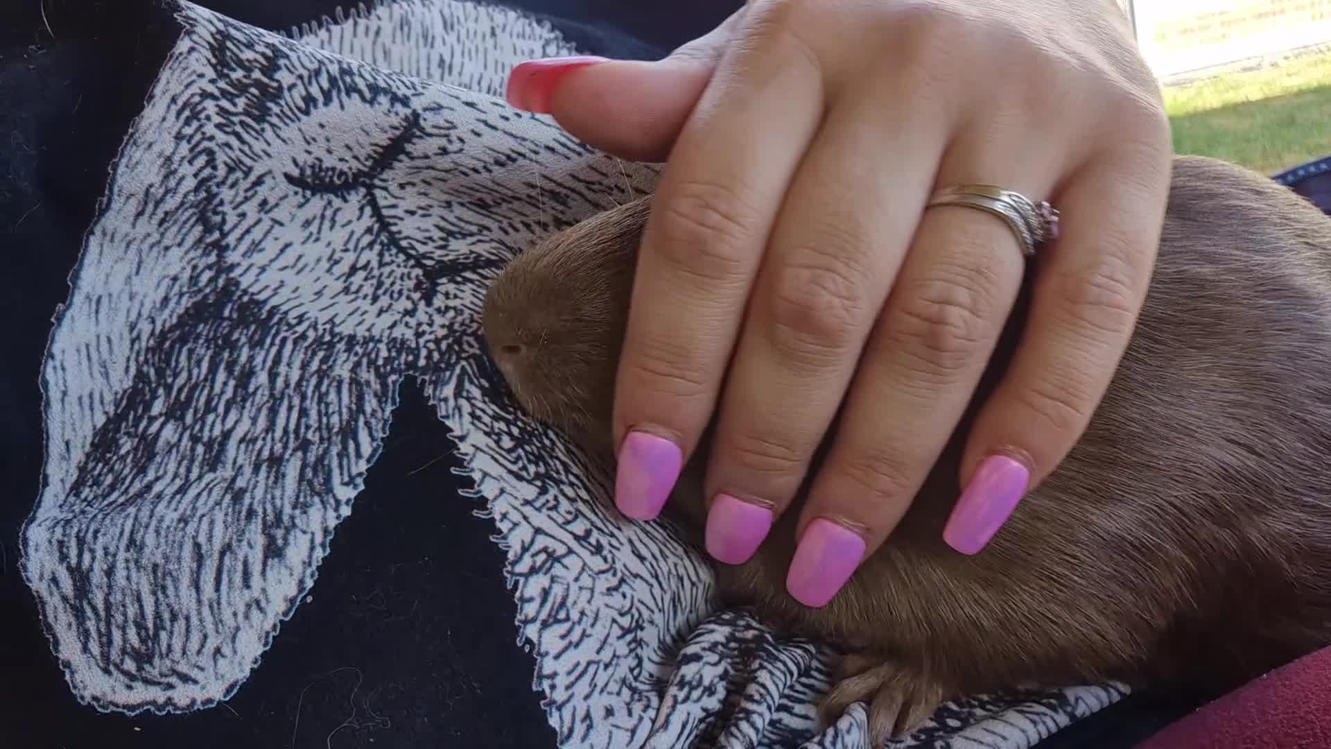 Guinea Pig rodents for sale: Otto male guinea pig - Video 1