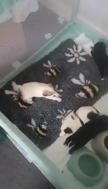 Mixed Breed dogs for sale: Stunning maltipoo x pug puppies  - Video 1