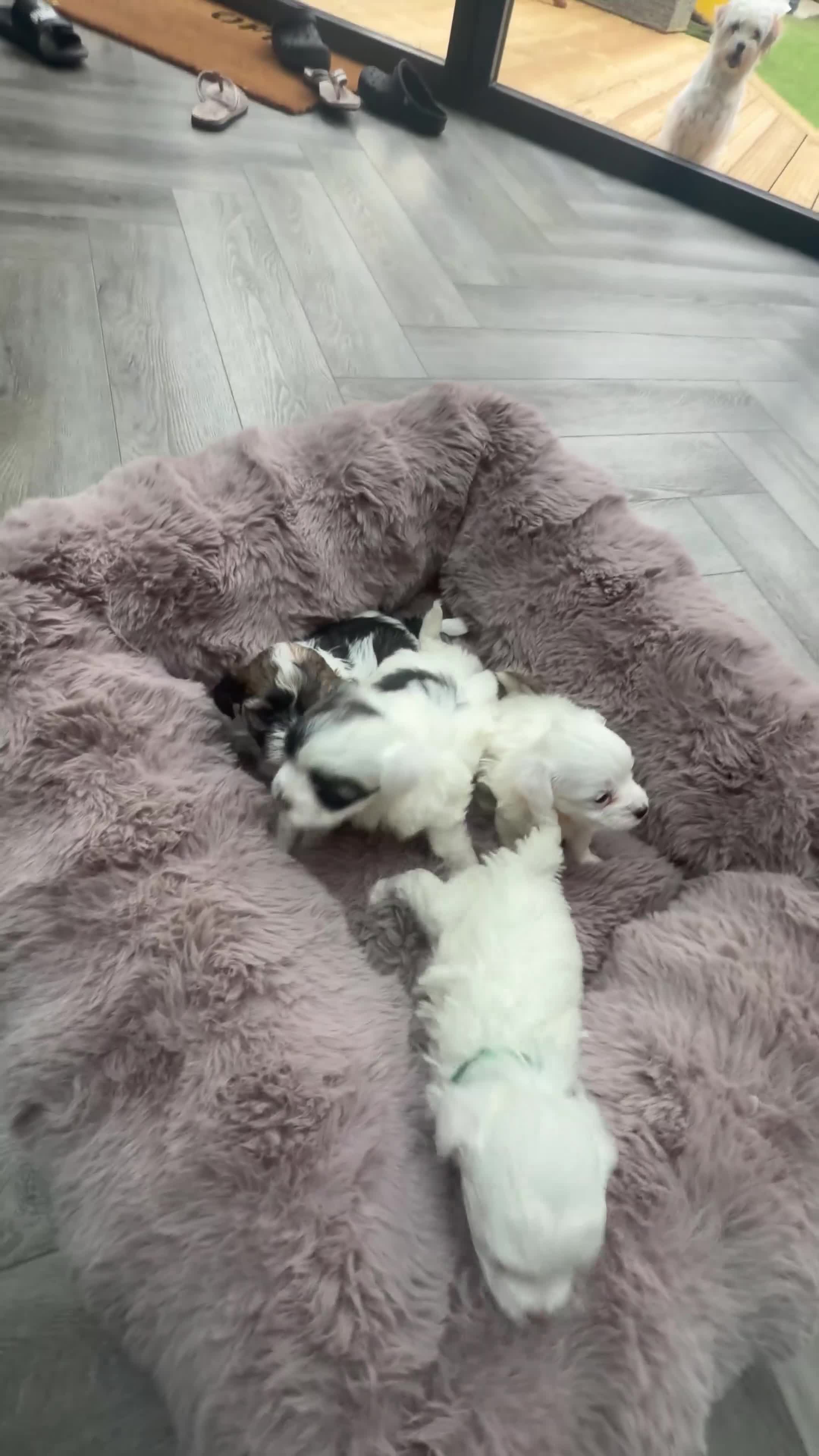 Maltipoo dogs for sale: 🐾✨ ADORABLE MALTIPOO PUPPIES 🐾✨ - Video 1
