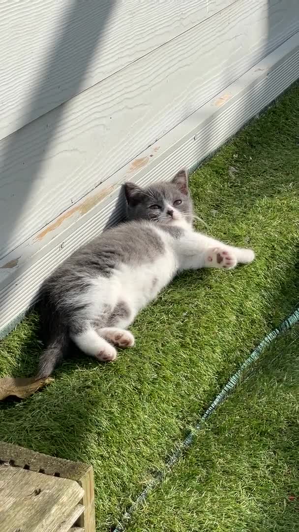 British Shorthair cats for stud: Latvian import Blue and White Baron  in Manningtree - Video 2