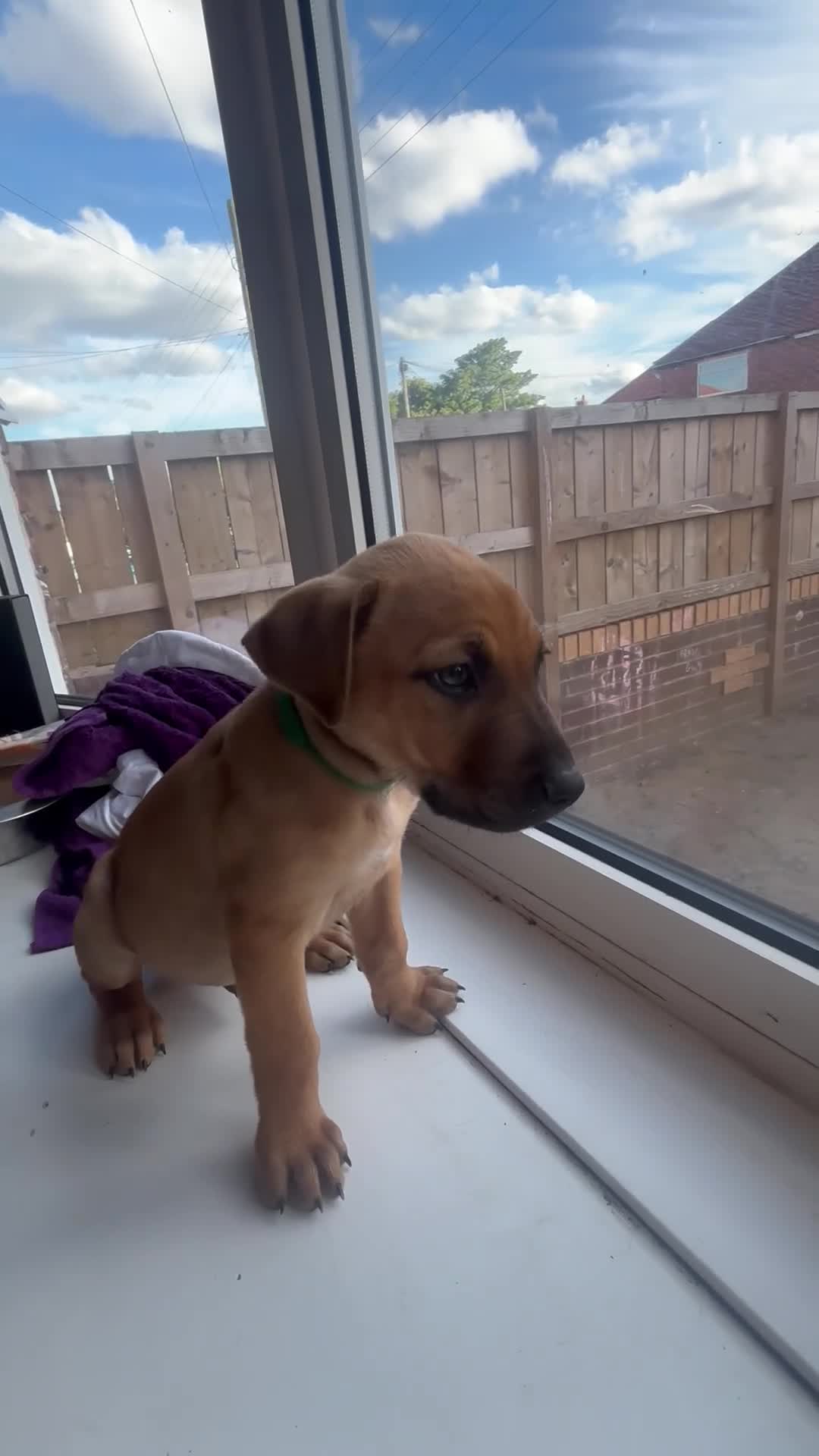 Mixed Breed dogs for sale: American Mali Pups - Video 2