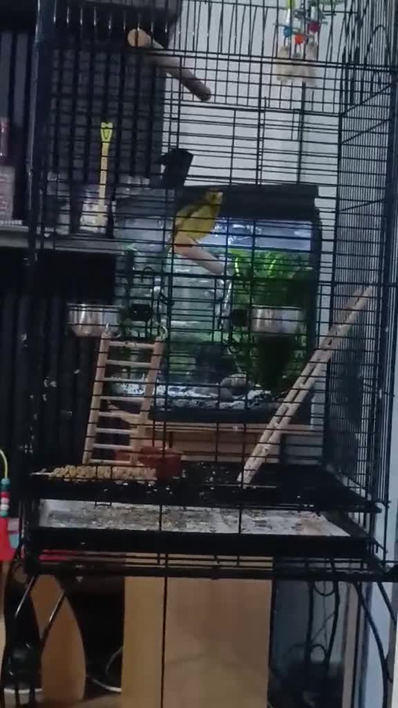 Canaries birds for sale: Canaries for sale with big cage - Video 1