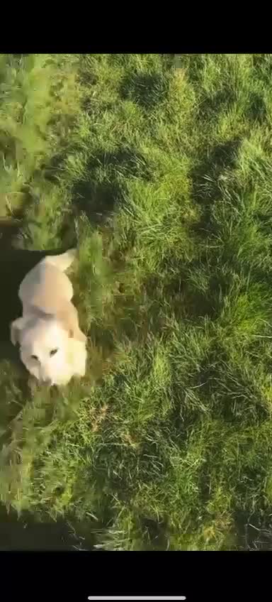 Miniature Dachshund dogs for sale: Boy Cream Miniature dachshund  - Video 2