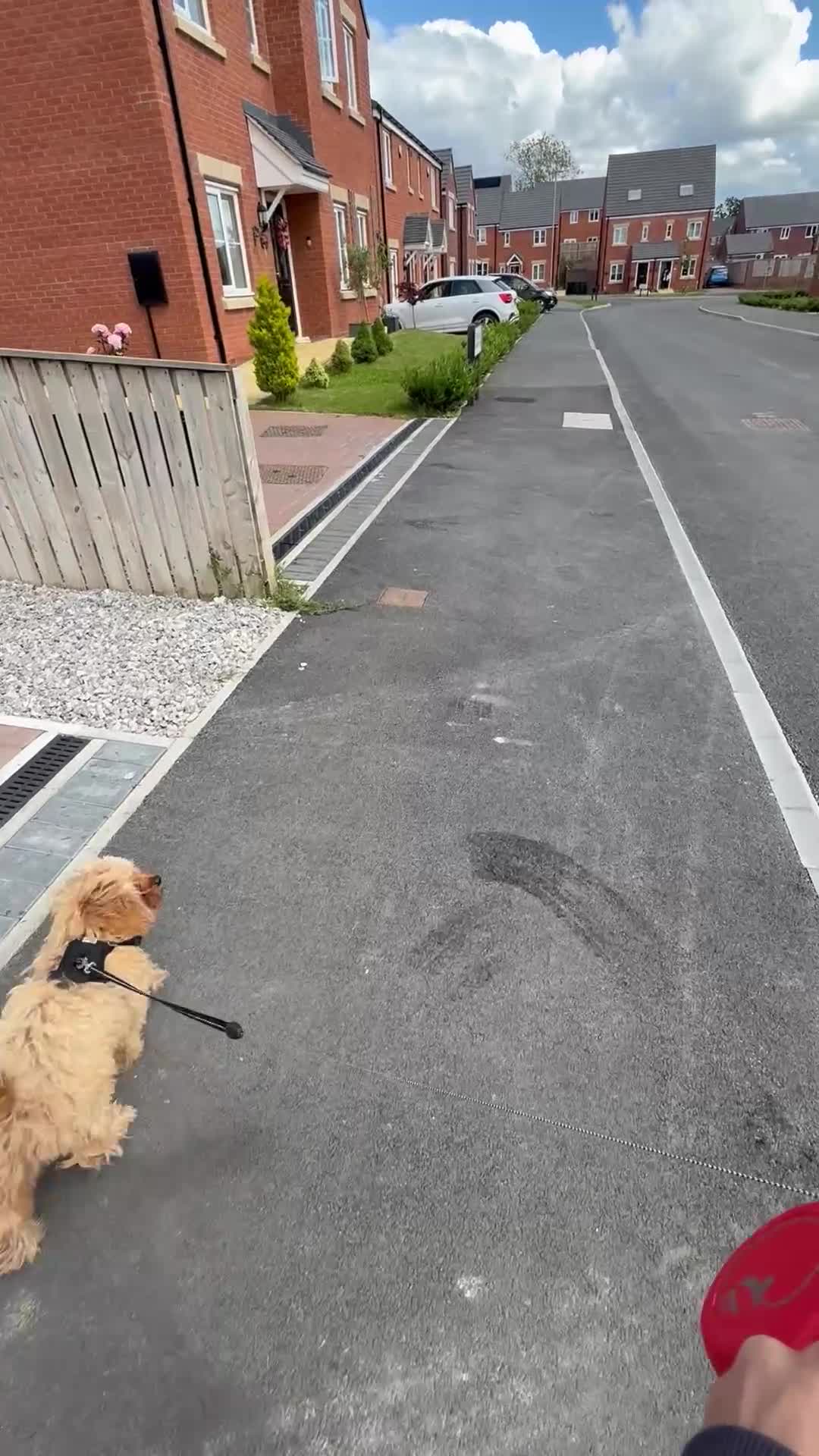 Cavapoo dogs for sale: cavapoo (male) - Video 1