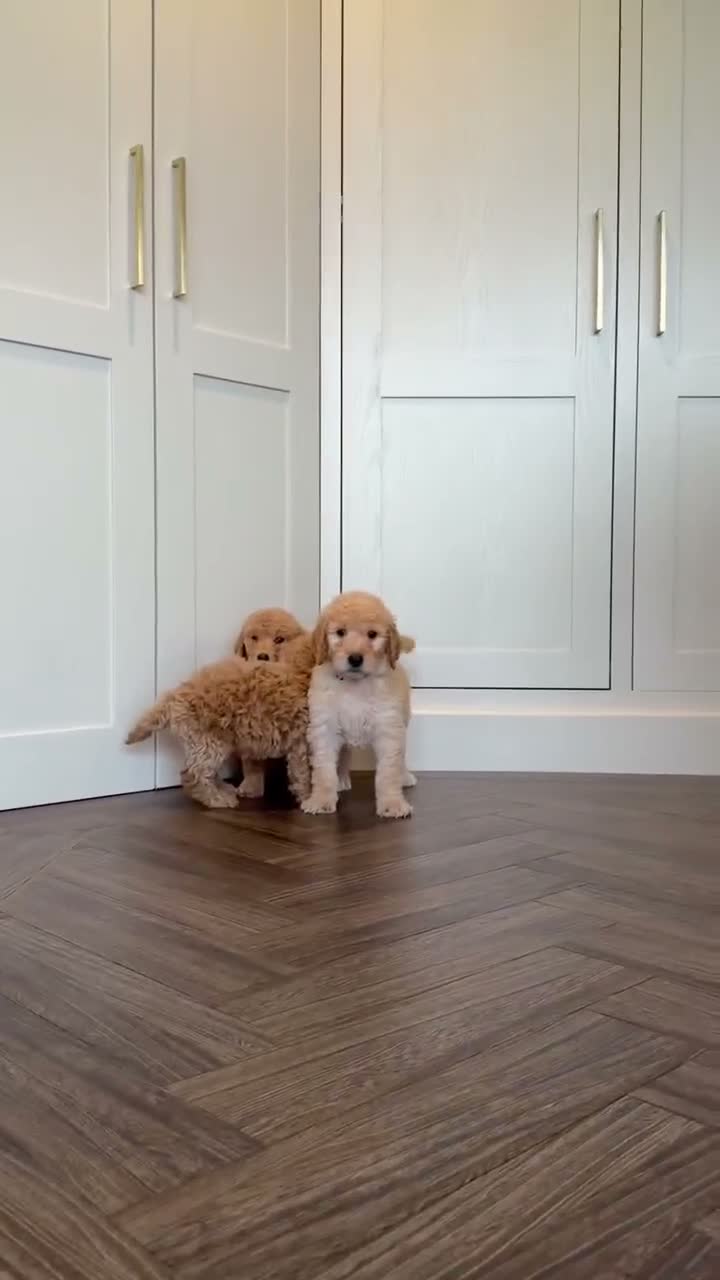 Goldendoodle dogs for sale: Super Quality Doodles  - Video 3