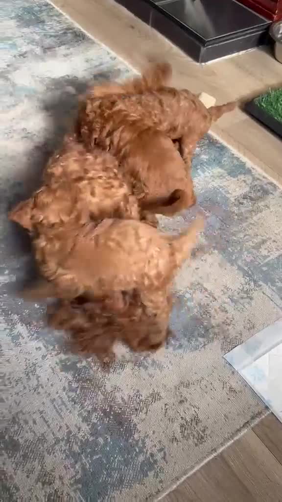 Toy Poodle dogs for sale: 🧝🏼‍♀️🦋✨ Stunning Red Asian Poodle girl, UK  - Video 1