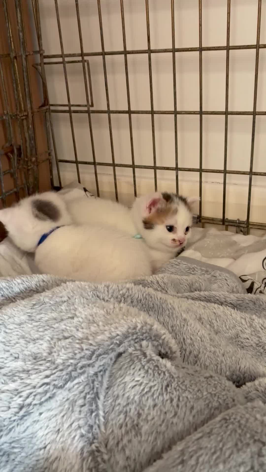 Mixed Breed cats for sale: Kittens white grey and tabby in Ilkeston - Video 1