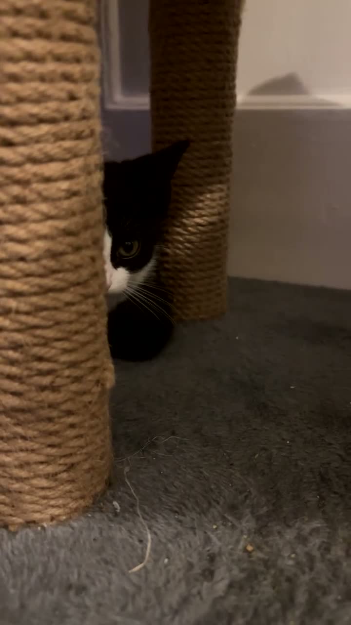 Mixed Breed cats for sale: Black and white cat - Video 2