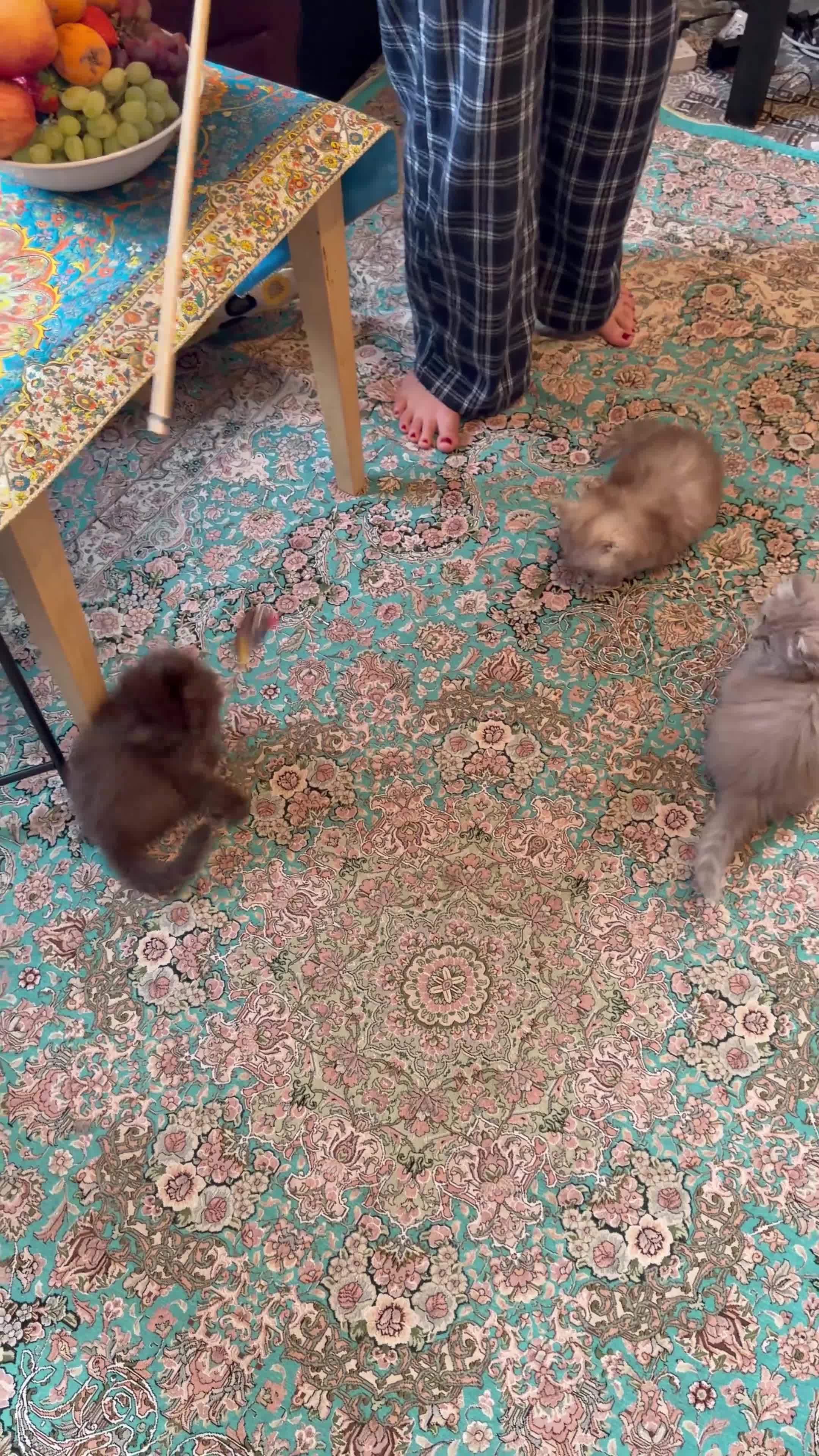 Persian cats for sale: Ready to goBeautiful Persian Kittens for Sale 🐾 in Bristol - Video 1