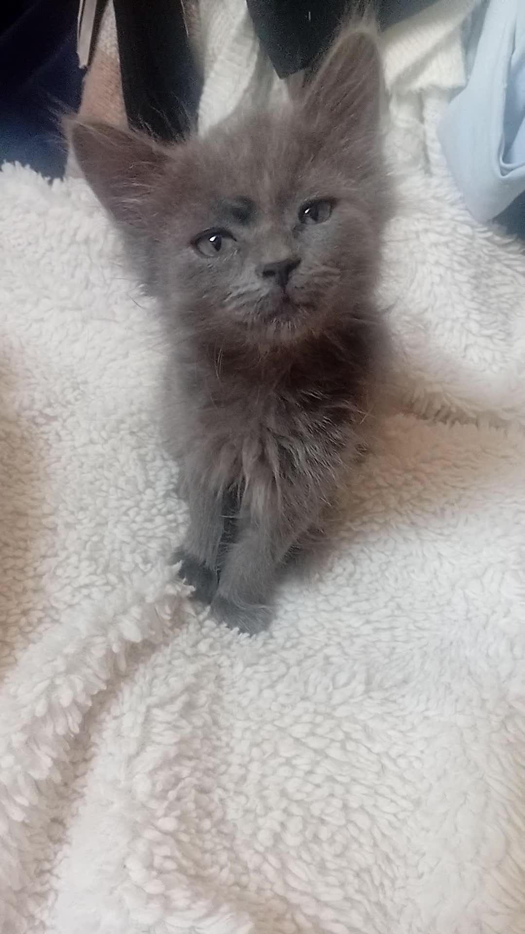 Russian Blue cats for sale: Russian blue Scottish fold mix stunning breed  - Video 5