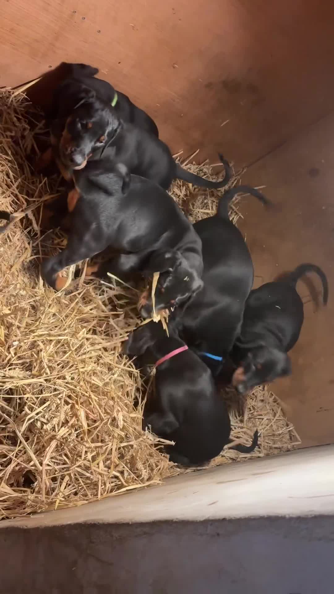 Dobermann dogs for sale: Dobberman  - Video 1