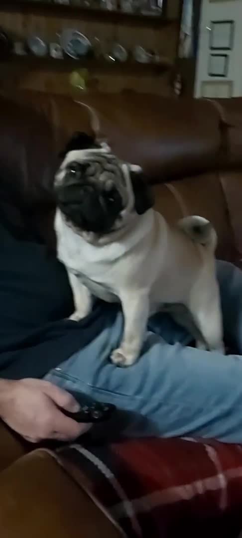 Pug dogs for stud: For Stud BOAS tested Marbelton bloodlines in Llanelli - Video 1