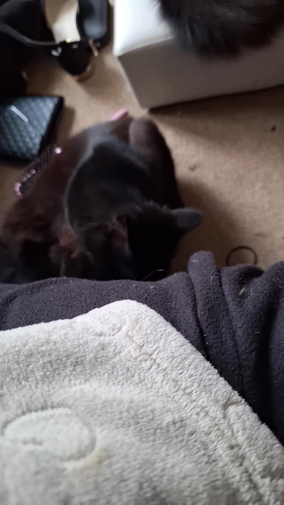 Mixed Breed cats for sale: One male and one female cat - Video 1
