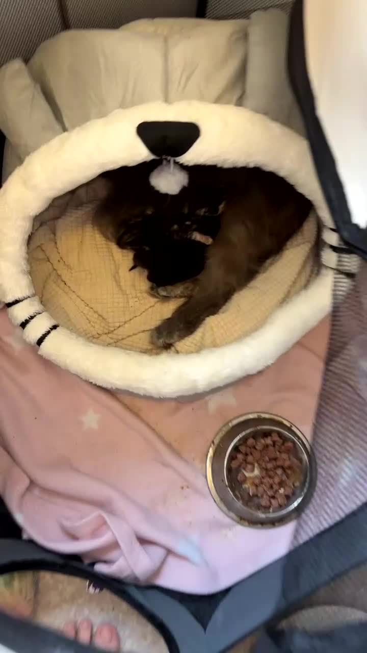 Bengal cats for sale: Bengal x nebelung girls  - Video 1