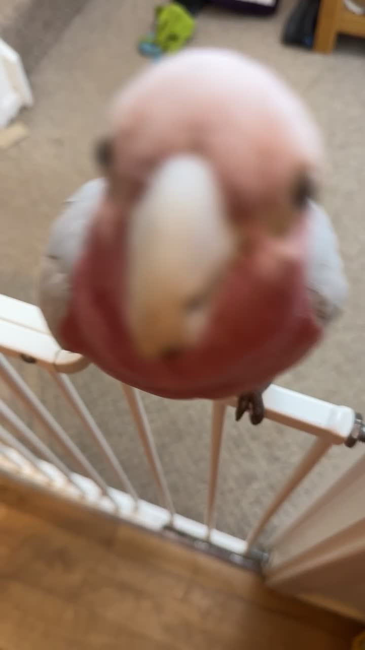 Cockatoo birds for sale: Ghala Cockatoo, and cage - Video 3