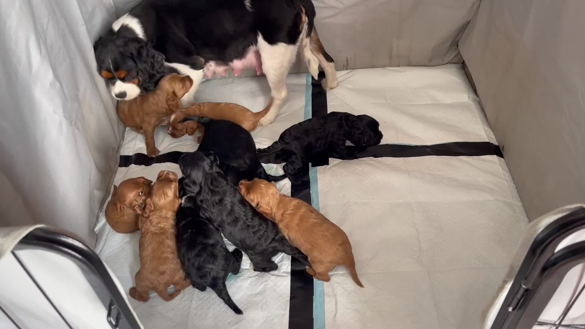 Cavapoo dogs for sale: Adorable Healthy Cavapoo Puppies  - Video 2