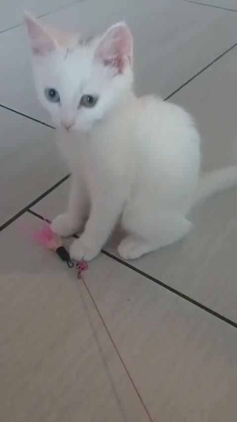 Scottish Fold cats for sale: 1 cutie cream folded girl & 1 straight cream  girl - Video 2