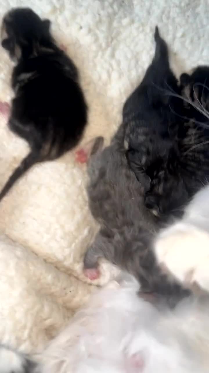 Mixed Breed cats for sale: 4 mixed breed kittens - Video 1